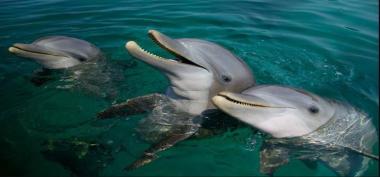 Melihat Pesona Lumba-lumba di Teluk Kiluan Lampung yang Indah